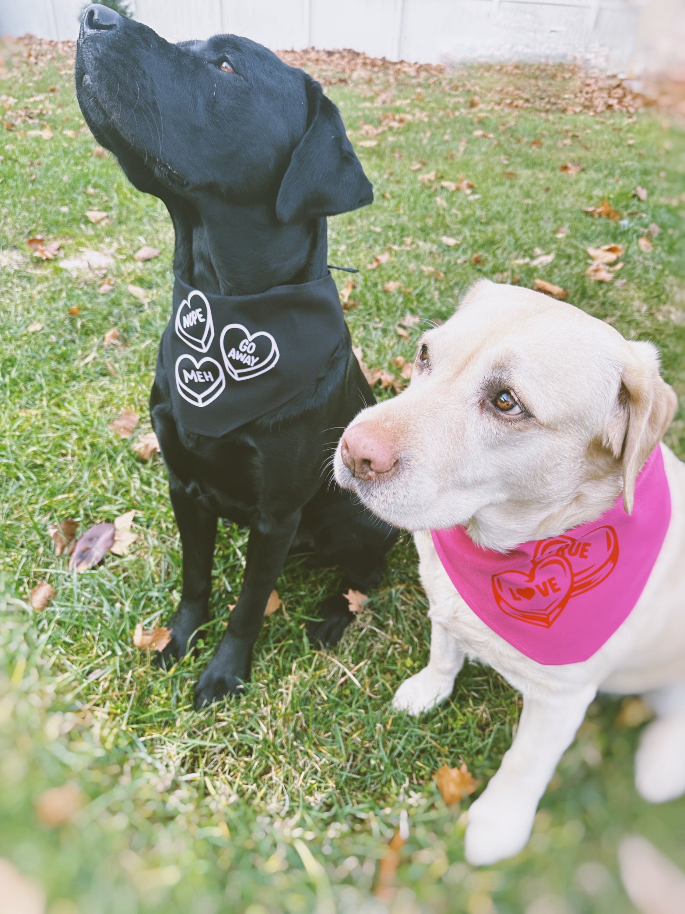 stylish anti-valentine pet bandana, perfect for both cats and dogs. meh, nope, go away lavender iron-on over black. Tie on triangular bandan