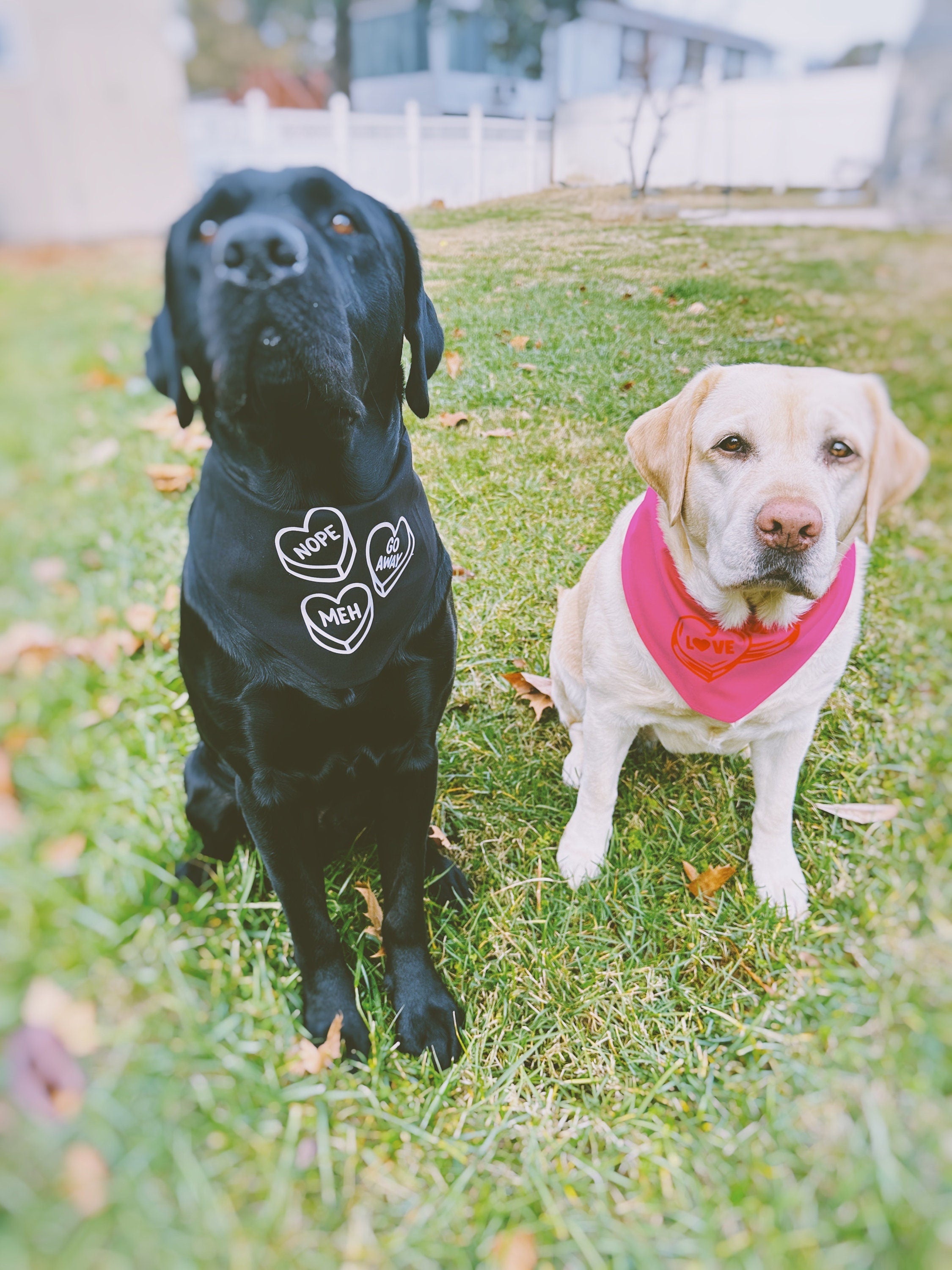 bright pink valentines pet bandana, true love tie on scarf for cats and dogs. budget friendly gift for dog mom. trending bandana