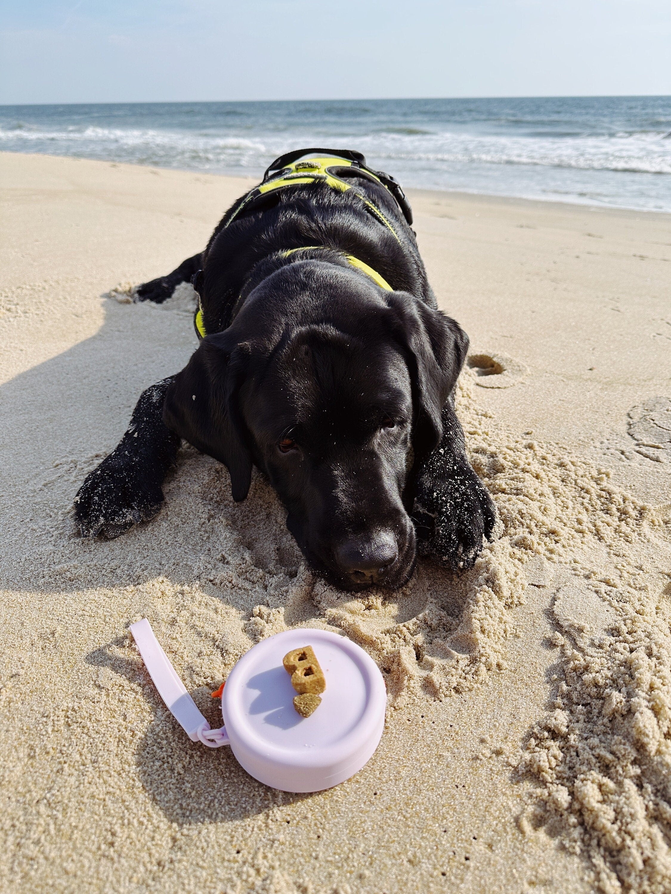 Lavender silicone pouch with cookie on top while dog is watching the cookie and patiently waiting for