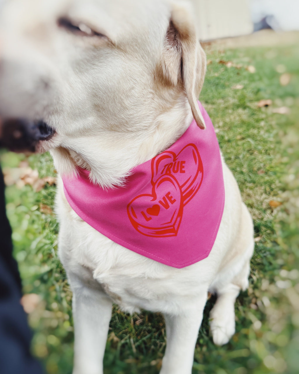 bright pink valentines pet bandana, true love tie on scarf for cats and dogs. budget friendly gift for dog mom. trending bandana