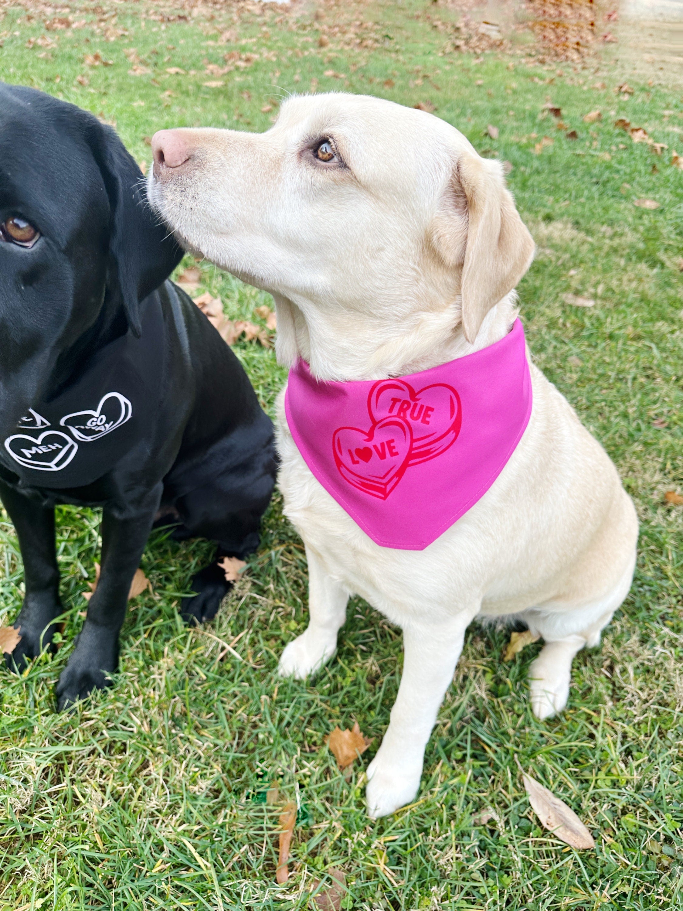 bright pink valentines pet bandana, true love tie on scarf for cats and dogs. budget friendly gift for dog mom. trending bandana
